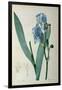 Iris Pallida, from `Les Liliacees', 1805-Pierre-Joseph Redouté-Framed Giclee Print