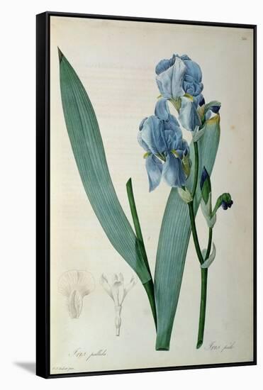 Iris Pallida, from `Les Liliacees', 1805-Pierre-Joseph Redouté-Framed Stretched Canvas