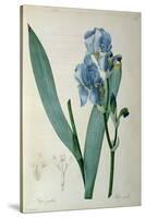 Iris Pallida, from `Les Liliacees', 1805-Pierre-Joseph Redouté-Stretched Canvas