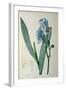 Iris Pallida, from `Les Liliacees', 1805-Pierre-Joseph Redouté-Framed Giclee Print