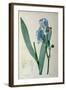 Iris Pallida, from `Les Liliacees', 1805-Pierre-Joseph Redouté-Framed Giclee Print