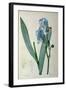 Iris Pallida, from `Les Liliacees', 1805-Pierre-Joseph Redouté-Framed Giclee Print