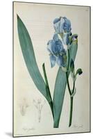 Iris Pallida, from `Les Liliacees', 1805-Pierre-Joseph Redouté-Mounted Giclee Print