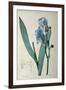 Iris Pallida, from `Les Liliacees', 1805-Pierre-Joseph Redouté-Framed Giclee Print