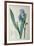 Iris Pallida, from `Les Liliacees', 1805-Pierre-Joseph Redouté-Framed Giclee Print