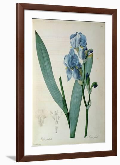 Iris Pallida, from `Les Liliacees', 1805-Pierre-Joseph Redouté-Framed Giclee Print