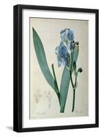 Iris Pallida, from `Les Liliacees', 1805-Pierre-Joseph Redouté-Framed Premium Giclee Print