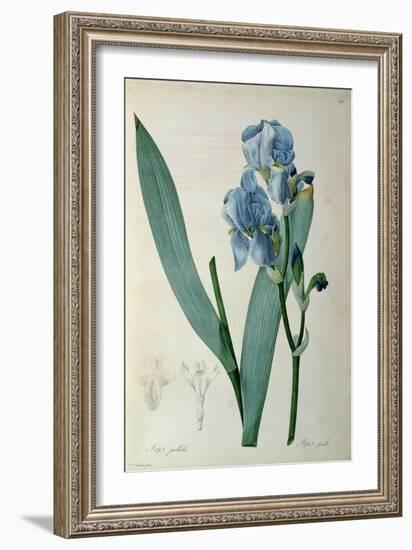 Iris Pallida, from `Les Liliacees', 1805-Pierre-Joseph Redouté-Framed Giclee Print