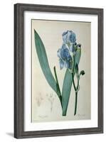 Iris Pallida, from `Les Liliacees', 1805-Pierre-Joseph Redouté-Framed Giclee Print