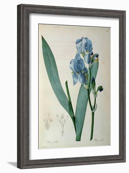 Iris Pallida, from `Les Liliacees', 1805-Pierre-Joseph Redouté-Framed Giclee Print