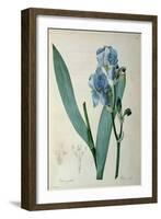 Iris Pallida, from `Les Liliacees', 1805-Pierre-Joseph Redouté-Framed Giclee Print