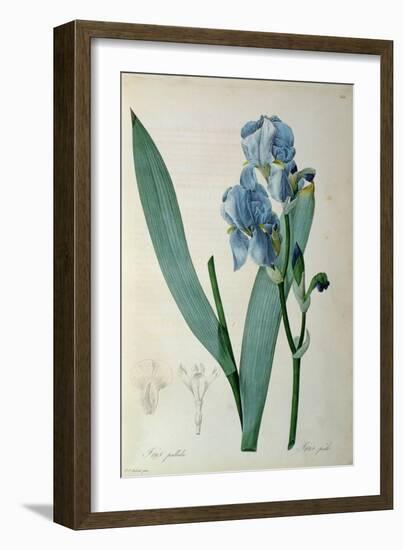 Iris Pallida, from `Les Liliacees', 1805-Pierre-Joseph Redouté-Framed Giclee Print