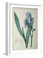 Iris Pallida, from `Les Liliacees', 1805-Pierre-Joseph Redouté-Framed Giclee Print