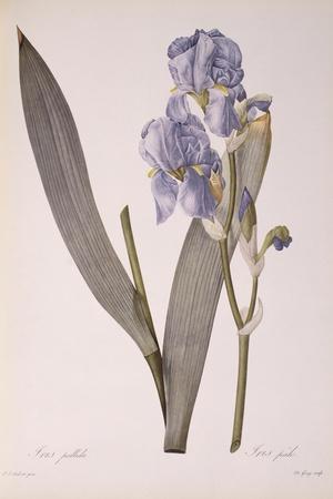 https://imgc.allpostersimages.com/img/posters/iris-pallida-from-les-liliacees-1812_u-L-Q1HFROA0.jpg?artPerspective=n