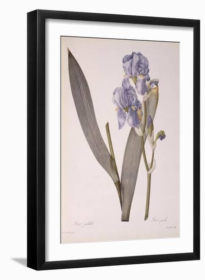 Iris Pallida, from Les Liliacees, 1812-Pierre-Joseph Redouté-Framed Giclee Print