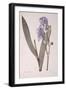 Iris Pallida, from Les Liliacees, 1812-Pierre-Joseph Redouté-Framed Giclee Print