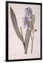 Iris Pallida, from Les Liliacees, 1812-Pierre-Joseph Redouté-Framed Giclee Print