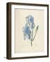 Iris Pallida-Pierre-Joseph Redouté-Framed Giclee Print