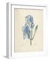 Iris Pallida-Pierre-Joseph Redouté-Framed Giclee Print