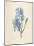 Iris Pallida-Pierre-Joseph Redouté-Mounted Giclee Print