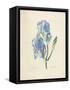 Iris Pallida-Pierre-Joseph Redouté-Framed Stretched Canvas