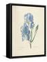 Iris Pallida-Pierre-Joseph Redouté-Framed Stretched Canvas