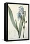 Iris Pallida-De Gouy-Framed Stretched Canvas