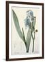 Iris Pallida-De Gouy-Framed Giclee Print