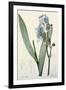 Iris Pallida-De Gouy-Framed Giclee Print