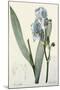 Iris Pallida-De Gouy-Mounted Giclee Print