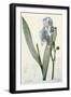 Iris Pallida-De Gouy-Framed Giclee Print