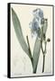 Iris Pallida-De Gouy-Framed Stretched Canvas