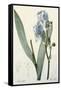 Iris Pallida-De Gouy-Framed Stretched Canvas