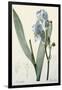 Iris Pallida-De Gouy-Framed Giclee Print