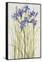 Iris Patch I-Tim OToole-Framed Stretched Canvas