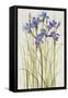 Iris Patch I-Tim OToole-Framed Stretched Canvas