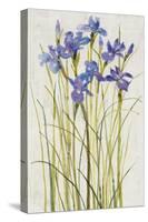 Iris Patch I-Tim OToole-Stretched Canvas