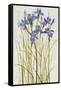 Iris Patch I-Tim OToole-Framed Stretched Canvas