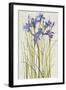 Iris Patch I-Tim OToole-Framed Art Print