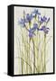 Iris Patch I-Tim OToole-Framed Stretched Canvas