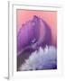 Iris Petal Close-up-Nancy Rotenberg-Framed Photographic Print