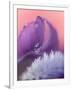 Iris Petal Close-up-Nancy Rotenberg-Framed Photographic Print