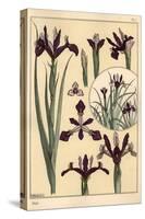 Iris Plant and Flower Parts, with Inset, 1897 (Lithograph)-Eugene Grasset-Stretched Canvas