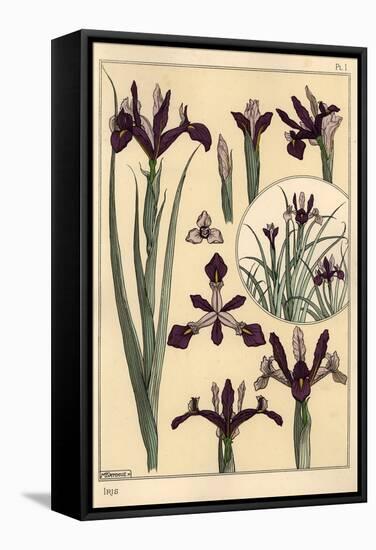 Iris Plant and Flower Parts, with Inset, 1897 (Lithograph)-Eugene Grasset-Framed Stretched Canvas