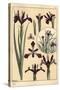 Iris Plant and Flower Parts, with Inset, 1897 (Lithograph)-Eugene Grasset-Stretched Canvas