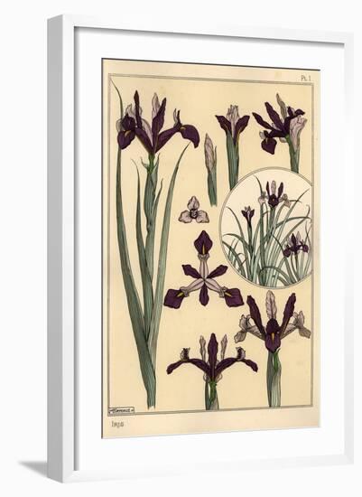 Iris Plant and Flower Parts, with Inset, 1897 (Lithograph)-Eugene Grasset-Framed Giclee Print