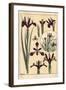 Iris Plant and Flower Parts, with Inset, 1897 (Lithograph)-Eugene Grasset-Framed Giclee Print