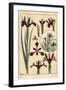 Iris Plant and Flower Parts, with Inset, 1897 (Lithograph)-Eugene Grasset-Framed Giclee Print