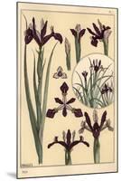 Iris Plant and Flower Parts, with Inset, 1897 (Lithograph)-Eugene Grasset-Mounted Giclee Print