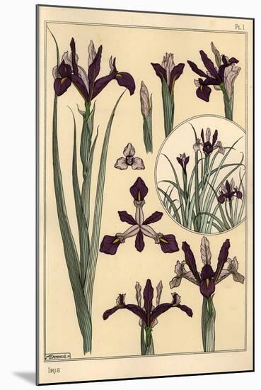 Iris Plant and Flower Parts, with Inset, 1897 (Lithograph)-Eugene Grasset-Mounted Giclee Print